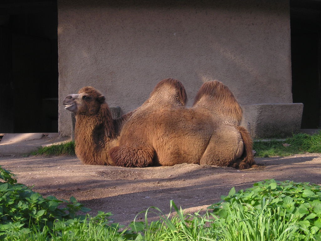 villa borghese zoo