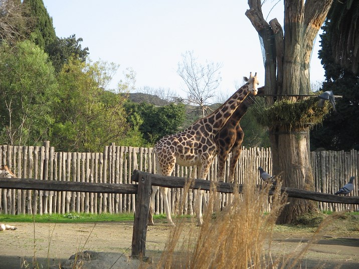 villa borghese zoo Giraffe Bioparco