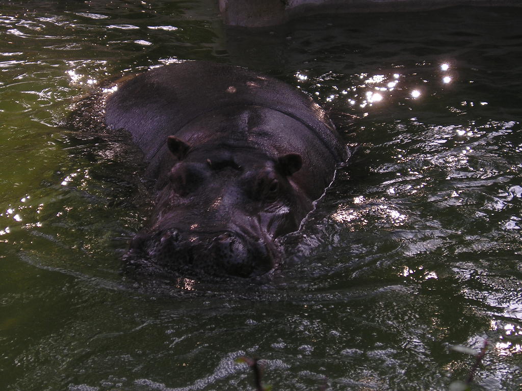 villa borghese zoo Ippopotamus Bioparco