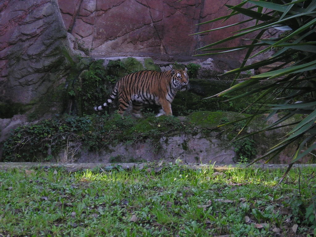 villa borghese park Tiger siberian Bioparco