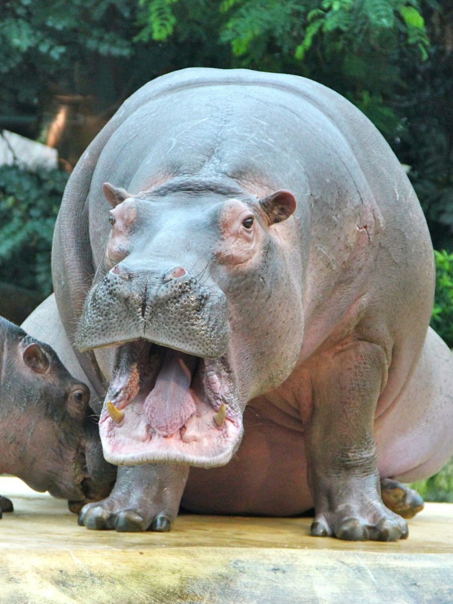 Bioparco Rome travel guide hippo