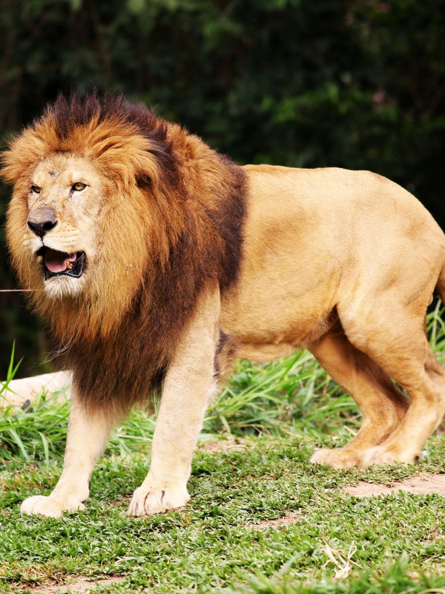 Rome Bioparco lion