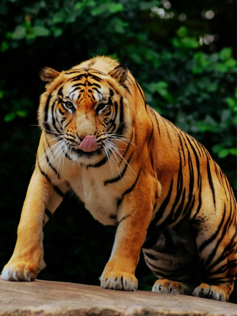 Rome Zoo Bioparco tiger